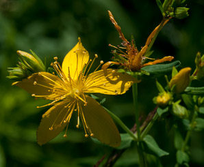 Hypericum perforatum (St. John’s wort, common St. John’s wort, common St. Johnswort)