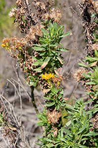 Isocoma menziesii (Menzies’ goldenbush)