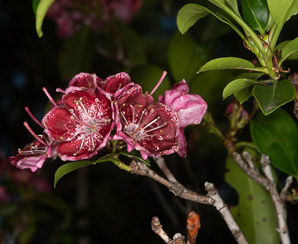 Kalmia angustifolia (sheep laurel)
