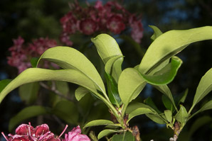 Kalmia angustifolia (sheep laurel)