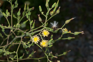 Lactuca canadensis (wild lettuce, Canada lettuce)