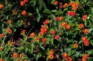 Lantana camara (lantana, largeleaf lantana, common lantana, kamara lantana, wild sage, red sage, yellow sage, white sage, shrub verbena)