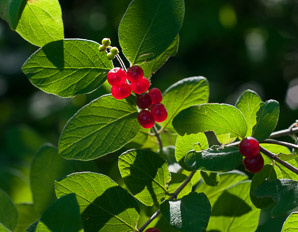 Lonicera tatarica (Tatarian honeysuckle)
