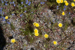 Malacothrix glabrata (smooth desert dandelion, desert dandelion, smooth desertdandelion)