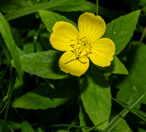 Oenothera fruticosa (narrowleaf evening primrose, common sundrops)