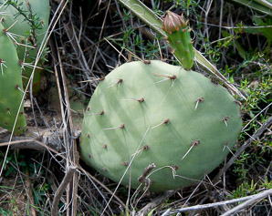Opuntia littoralis (coast prickly pear, sprawling prickly pear, coastal pricklypear)