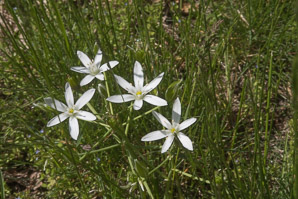 Ornithogalum umbellatum (Star of Bethlehem, grass lily, nap-at-noon, eleven-o’clock lady, star-of-Bethlehem)