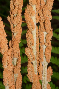 Osmunda cinnamomea (cinnamon fern)