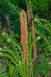 Osmunda cinnamomea (cinnamon fern)