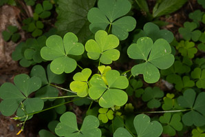 Oxalis dillenii (oxalis, common yellow wood-sorrel, common yellow woodsorrel, yellow wood-sorrel, common yellow oxalis, slender yellow woodsorrel)