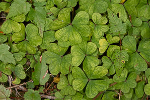 Oxalis montana (common wood sorrel, mountain woodsorrel, wood shamrock, white woodsorrel, wood sorrel)