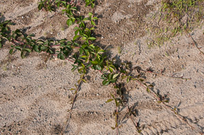 Parthenocissus quinquefolia (Virginia creeper)
