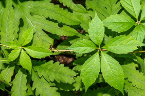 Parthenocissus quinquefolia (Virginia creeper)