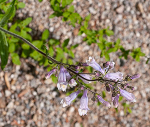 Penstemon hirsutus (hairy beardtongue, hairy penstemon)
