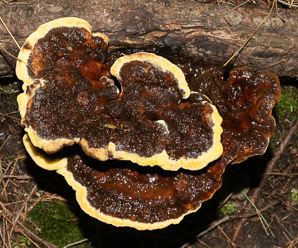 Phaeolus schweinitzii (velvet-top fungus, Dyer's Polypore, Dyer's Mazegill, Dyer’s polypore, Dyer)