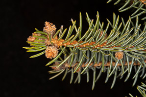 Picea pungens (Colorado spruce, blue spruce, Colorado blue spruce)