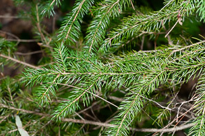 Picea rubens (red spruce, Eastern spruce, yellow spruce)