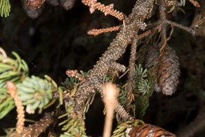 Picea rubens (red spruce, Eastern spruce, yellow spruce)