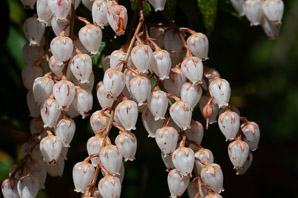 Pieris japonica (Japanese andromeda, lily-of-the-valley bush, Japanese pieris)