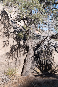 Pinus monophylla (singleleaf piñon, pinyon pine, single-leaf pinyon pine, single-leaf piñon pine, singleleaf pinyon)