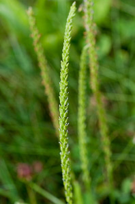 Plantago major (common plantain)
