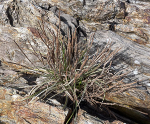 Plantago maritima (sea plantain, goose tongue)