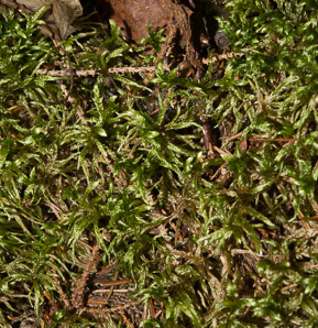 Pleurozium schreberi (Schreber's moss, red stemmed feather moss, feather moss, Schreber’s big red stem moss, Schreber’s moss, red-stemmed feather moss)