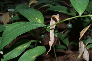 Polygonatum biflorum (smooth Solomon’s-seal, King Solomon’s-seal, great Solomon’s seal, smooth Solomon’s seal)