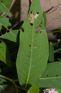 Polygonum amphibium (water smartweed, longroot smartweed, water knotweed, amphibious bistort)