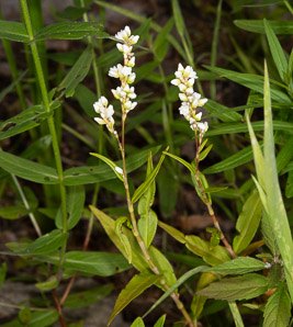Polygonum lapathifolium (nodding smartweed, pale smartweed, dock-leaved smartweed, curlytop knotweed)