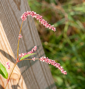 Polygonum persicaria (lady’s thumb, persicaria, redleg, spotted ladysthumb, Adam’s plaster, lily of the valley)