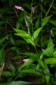 Polygonum persicaria (lady’s thumb, persicaria, redleg, spotted ladysthumb, Adam’s plaster, lily of the valley)
