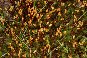 Polytrichum commune (common haircap moss, haircap moss, polytrichum moss)