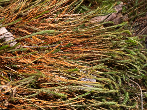 Polytrichum commune (common haircap moss, haircap moss, polytrichum moss)