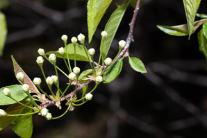 Prunus pensylvanica (bird cherry, fire cherry, pin cherry)