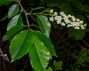 Prunus serotina (black cherry)
