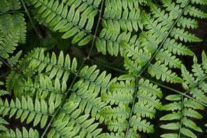 Pteridium aquilinum (bracken, bracken fern, western brackenfern, pasture brake)