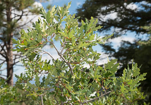 Quercus gambelii (Gambel oak)