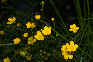 Ranunculus acris (buttercup, tall buttercup, meadow buttercup, common buttercup)
