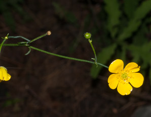 Ranunculus acris (buttercup, tall buttercup, meadow buttercup, common buttercup)