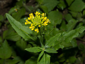 Rorippa palustris (bog yellowcress, bog marshcress, common yellowcress, marsh yellowcress, marshcress, yellow cress)
