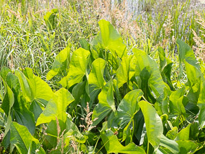 Sagittaria latifolia (arrowhead, broad-leaved arrowhead, broadleaf arrowhead, duck potato, Indian potato, wapato)