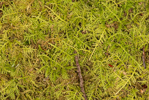 Thuidium delicatulum (delicate fern moss, fern moss, common fern moss, delicate thuidium moss)