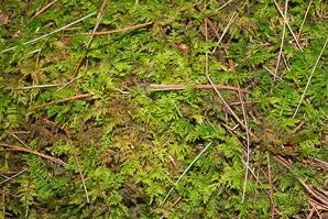Thuidium delicatulum (delicate fern moss, fern moss, common fern moss, delicate thuidium moss)