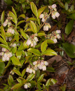 Vaccinium angustifolium (lowbush blueberry, blueberry)
