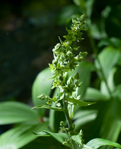 Veratrum viride (false hellebore, green false hellebore, Indian poke, American hellebore)