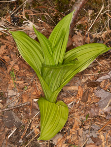 Veratrum viride (false hellebore, green false hellebore, Indian poke, American hellebore)