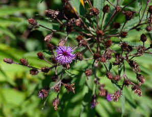 Vernonia noveboracensis (ironweed, New York ironweed)