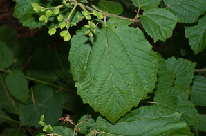 Viburnum rafinesqueanum (downy arrowwood, northern arrowwood)