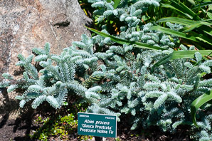 Abies procera (prostrate noble fir)